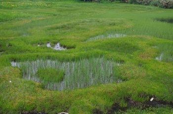 小谷村 栂池浮島湿原 池塘