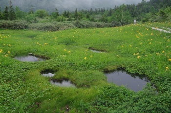 小谷村 栂池浮島湿原