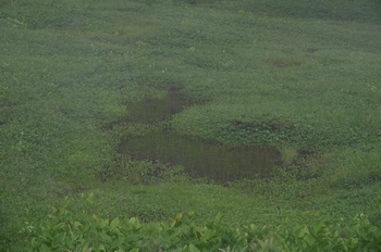 小谷村栂池展望湿原