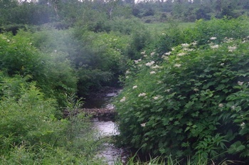 小谷村栂池ミズバショウ湿原の川