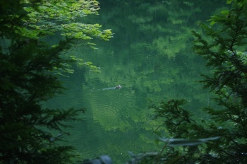 深浦町十二湖 中の池 カルガモ