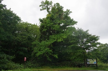 十和田湖滝ノ沢峠 カツラ