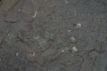 田野畑村ハイペ海岸 貝化石