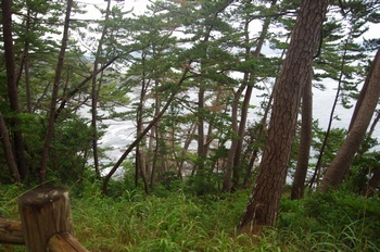 大船渡市碁石海岸 松林