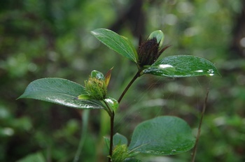 気仙沼大島 口笛の小径 植物