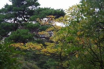 雲仙地獄 桜