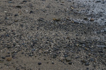 天草市二江 石灰藻球打ち上げ浜の砂