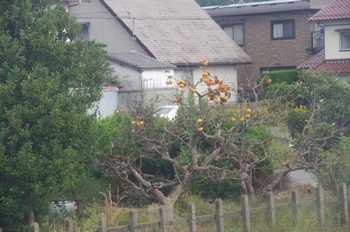 加賀温泉柿の木