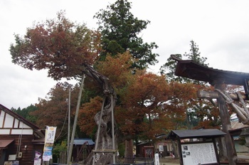 喜多方市熊野神社ケヤキ