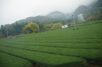 池田町 茶畑