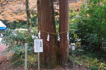 美濃市大矢田神社 夫婦樹