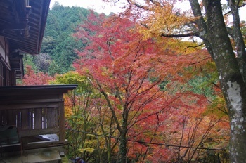 美濃市大矢田神社 社殿前もみじ