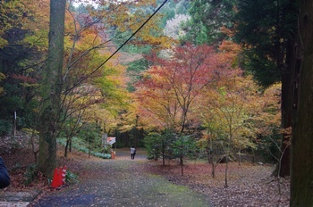 美濃市大矢田神社 もみじ谷