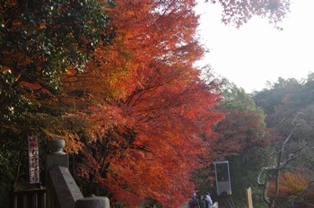 犬山市寂光院 モミジ