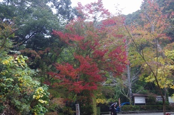 袋井市医王山油山寺 駐車場紅葉