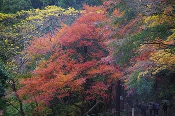 新城市鳳来寺 裏参道 もみじ