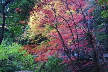 新城市鳳来寺 裏参道 もみじ