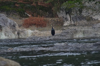 加東市闘竜灘 カワウ