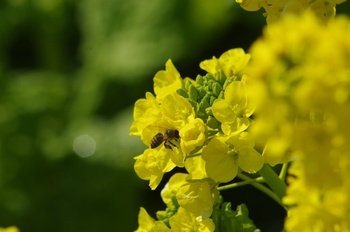 あわじ花さじき 菜の花とミツバチ