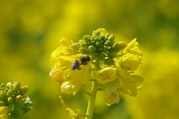 あわじ花さじき 菜の花とミツバチ