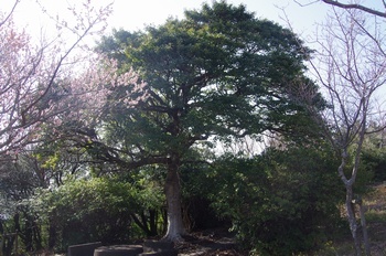 淡路生石公園 林