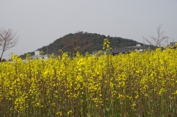 藤原京 菜の花 耳成山