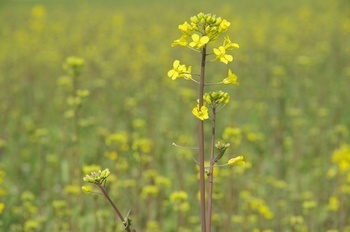 藤原京 菜の花