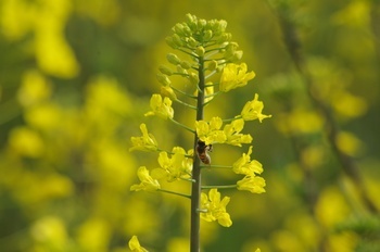 藤原京 菜の花 ミツバチ