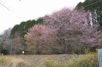 西脇市 日本へそ公園 さくら