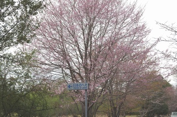 西脇市 日本へそ公園 河津桜