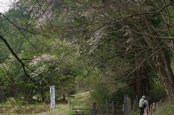 丹波市カタクリの里