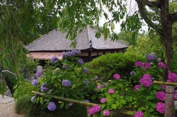 矢田寺 アジサイ