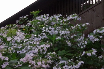 矢田寺 あじさい
