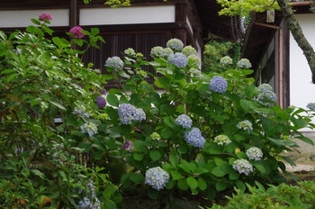 矢田寺 あじさい