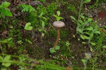 矢田寺参道コザラミノシメジ