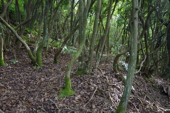 三木市秀吉本陣跡 段状の平坦地群