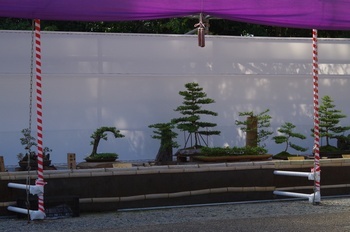 フラワーセンター 岩付盆栽