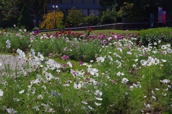 フラワーセンター 四季の花壇コスモス