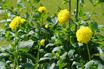 フラワーセンター 四季の花壇ダリア