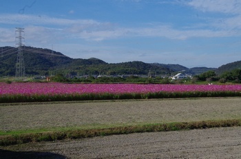 加古川市志方 コスモス