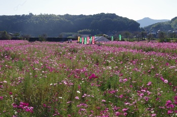 加古川市志方コスモス