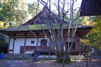 東近江市百済寺 千年菩提樹
