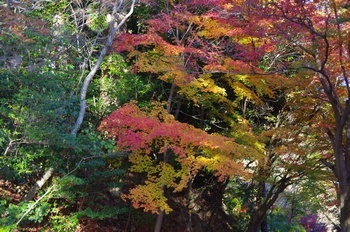 永源寺 紅葉