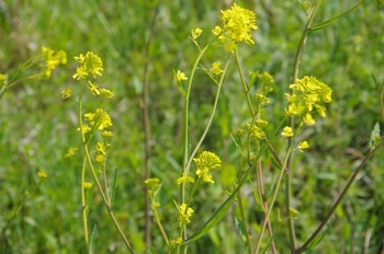 ZCEJVi