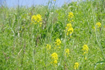 ZCEJVi