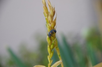 egEVc