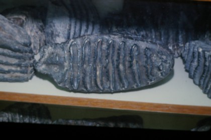 ナウマンゾウ 臼歯 (左下) 化石 破格値下げ www.lsansimon.com