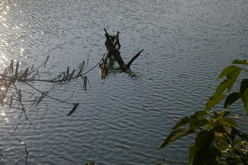 水中の倒木　反射強調