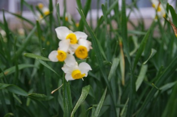 �z�O�� ����