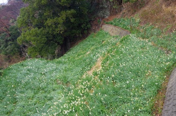 �z�O�����q���� ����